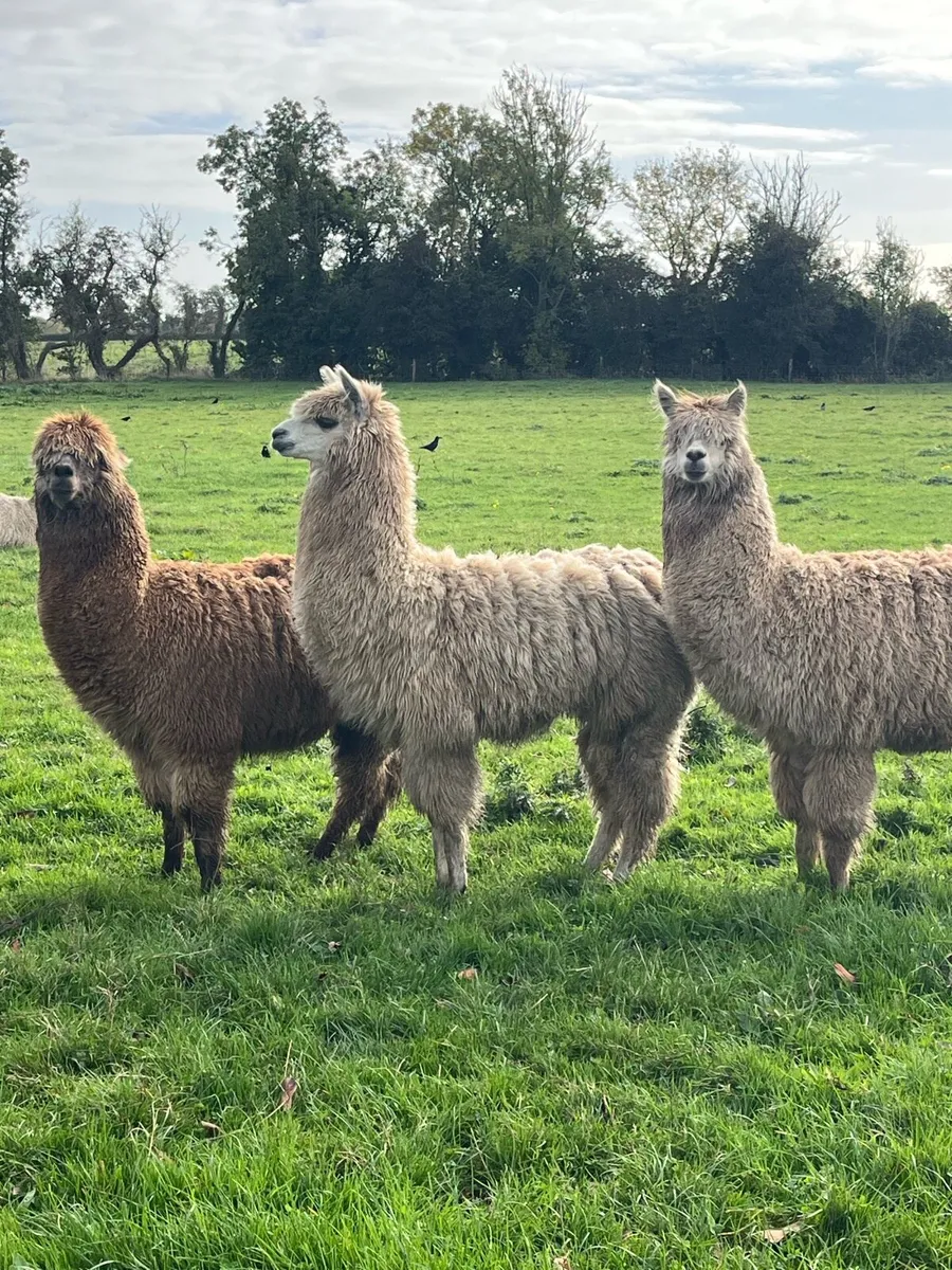 Alpaca - Image 2