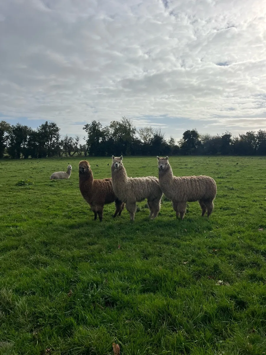 Alpaca - Image 3