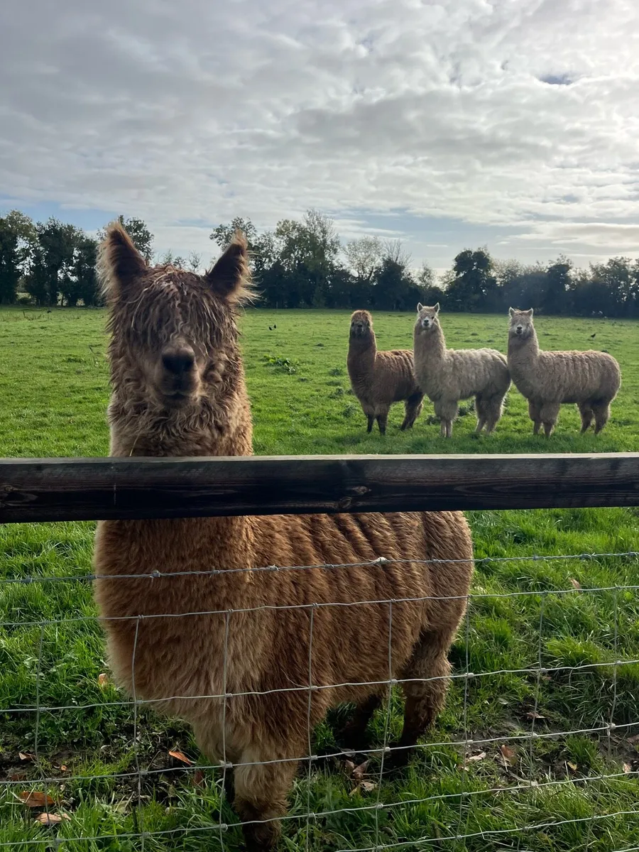 Alpaca - Image 4