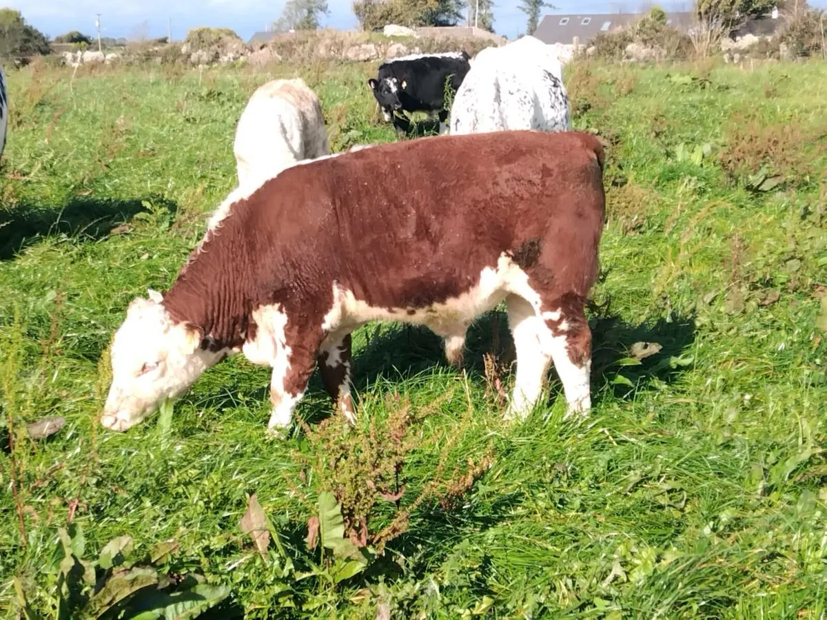 Organic bulls Athenry mart 9th October - Image 1