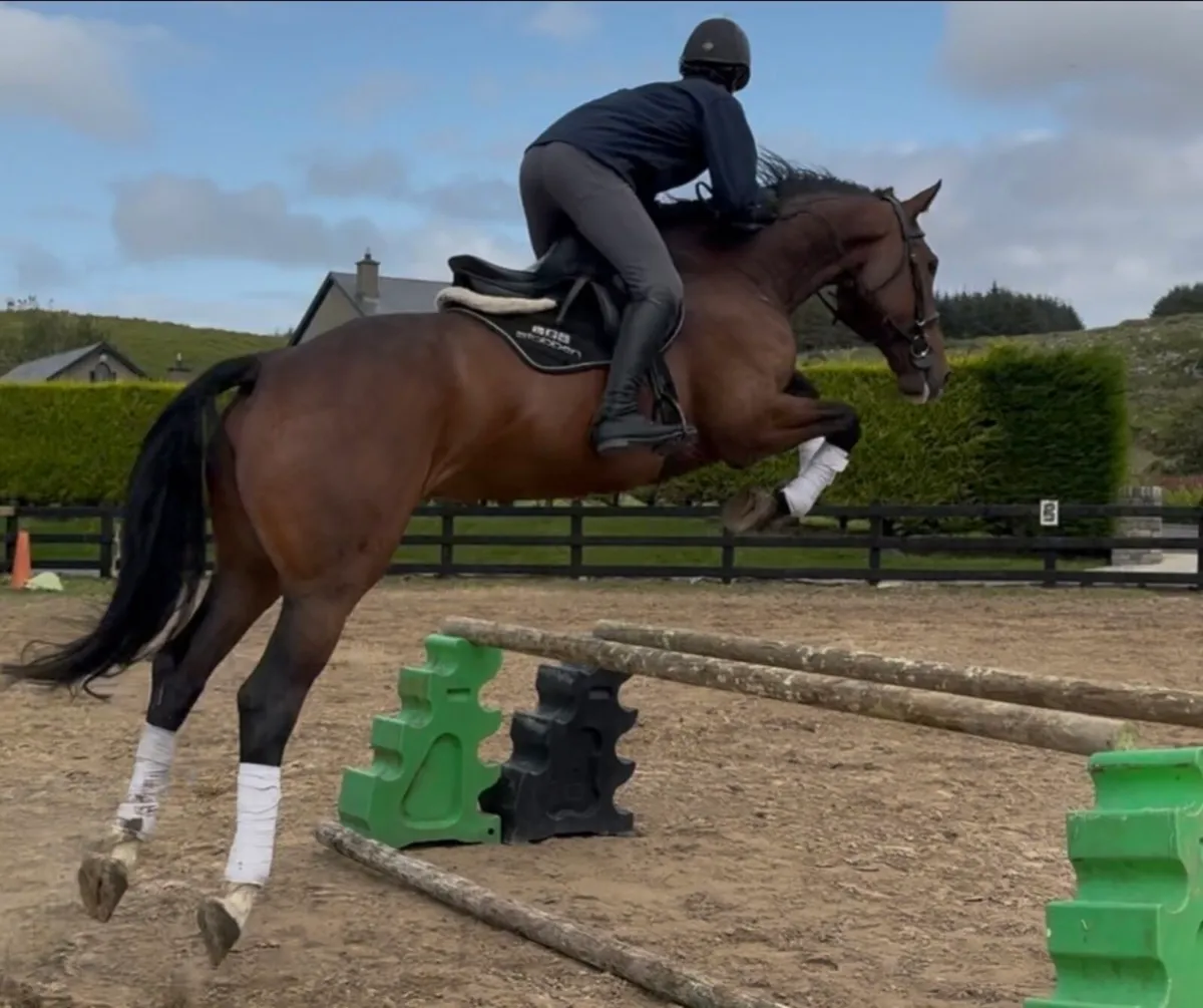 6 yo 16.2h ISH SAFE & EASY/ TALENTED - Image 1