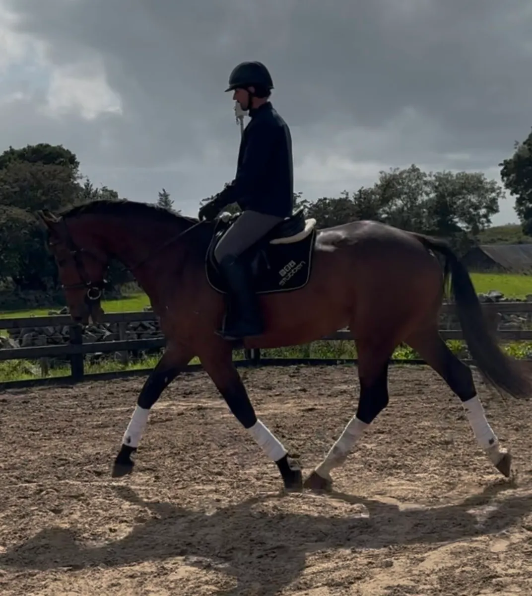 6 yo 16.2h ISH SAFE & EASY/ TALENTED - Image 2