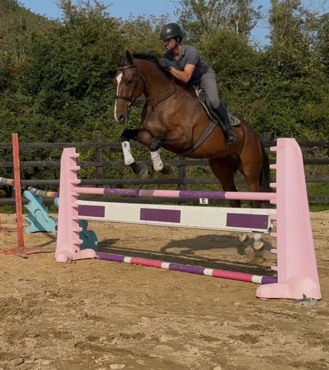 6 yo 16.2h ISH SAFE & EASY/ TALENTED - Image 4