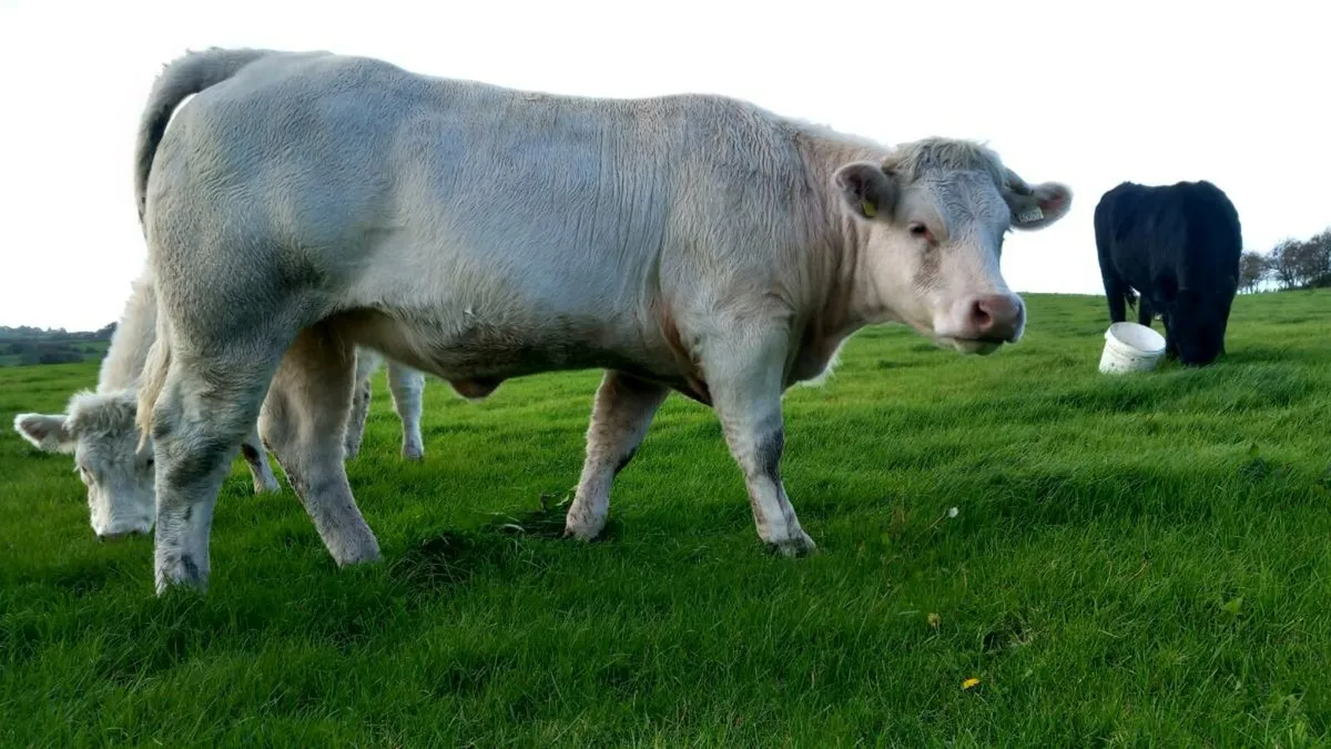 Ballina Heifer sale - Image 1