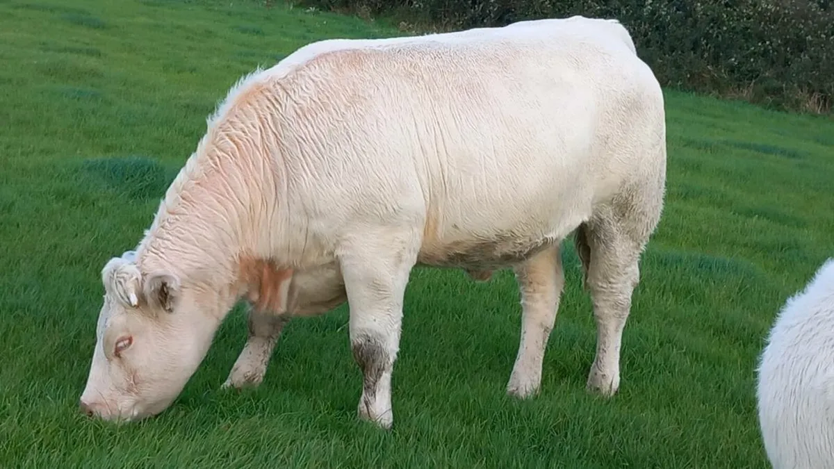 Ballina Heifer sale - Image 2
