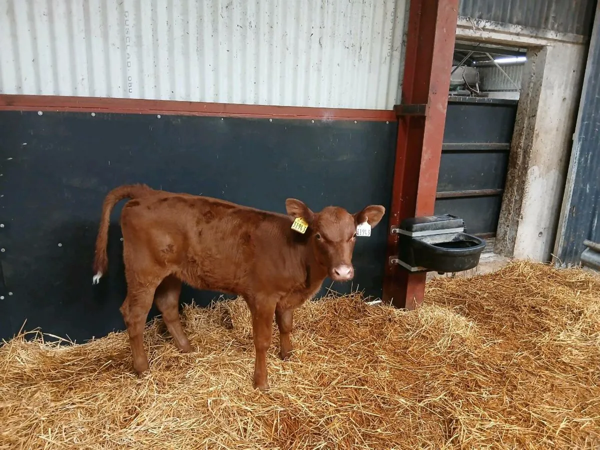 Organic Angus & FR Calves Full Symbol - Image 1