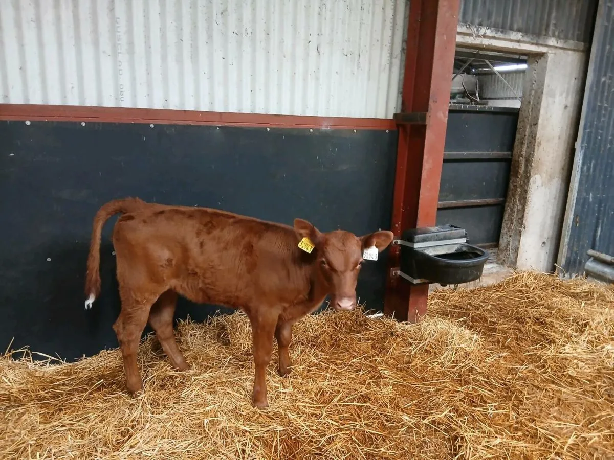 Organic Angus & FR Calves Full Symbol - Image 2