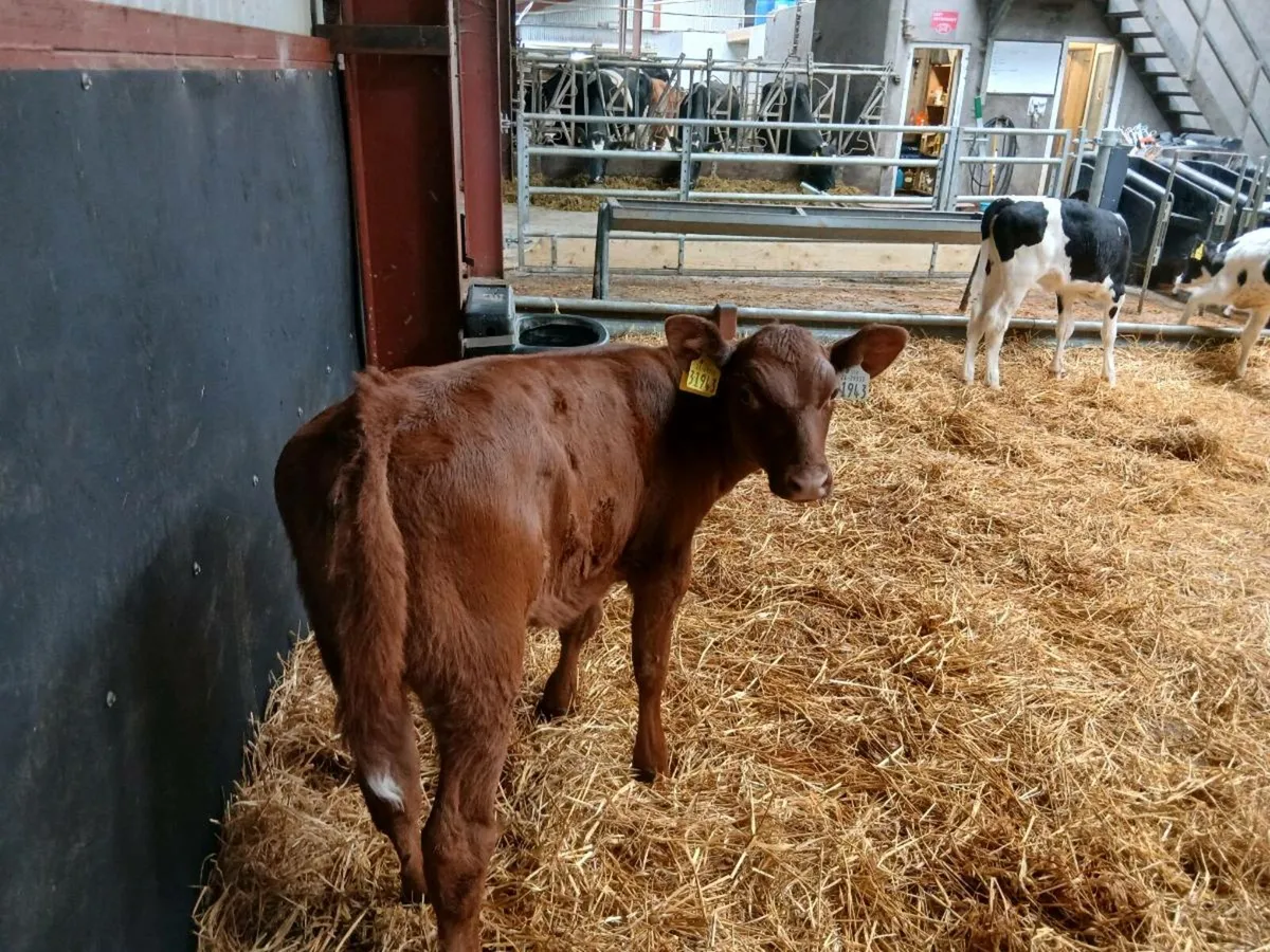 Organic Angus & FR Calves Full Symbol - Image 3