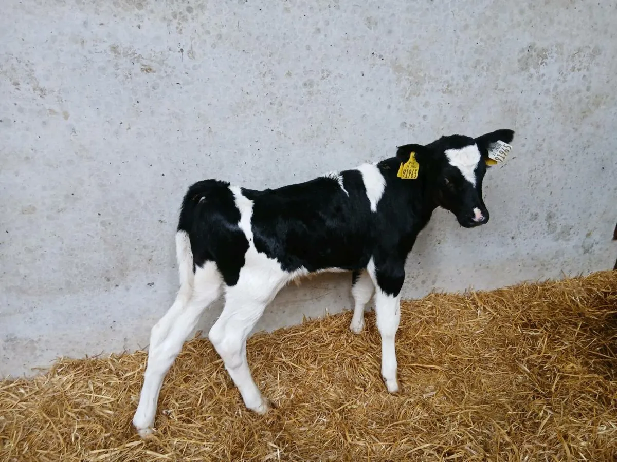 Organic Angus & FR Calves Full Symbol - Image 4