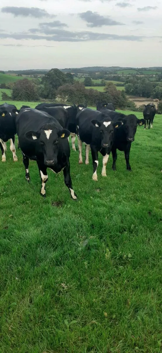 10 High EBI Incalf Heifers - Image 2
