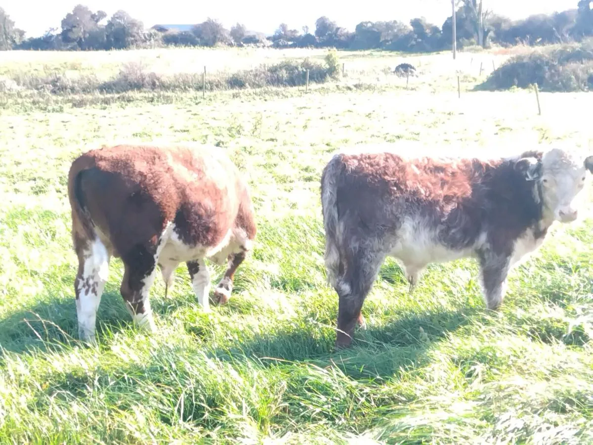Organic bulls Athenry mart 9th October - Image 3