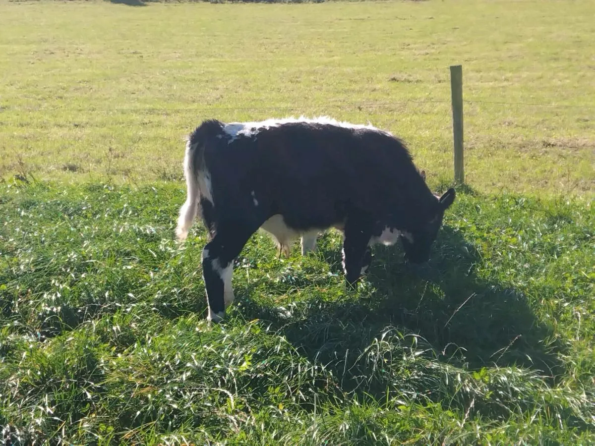 Organic bulls Athenry mart 9th October - Image 4