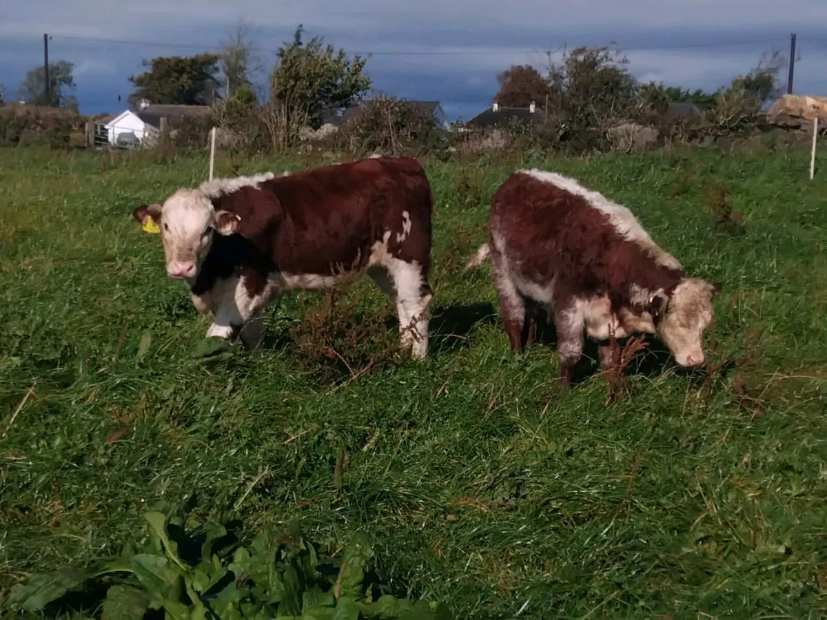Organic bulls Athenry mart 9th October - Image 2
