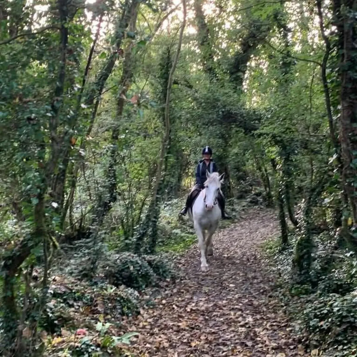 Horse - Image 1