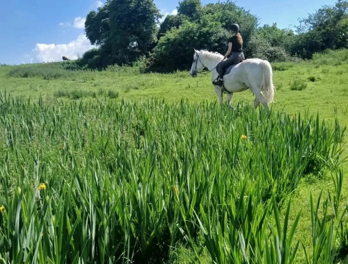 Horse - Image 2