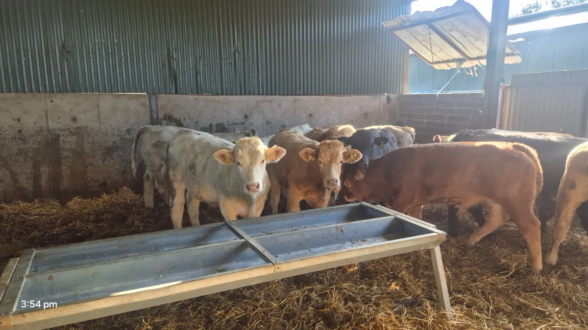 12 Continental bull weanlings for sale - Image 3