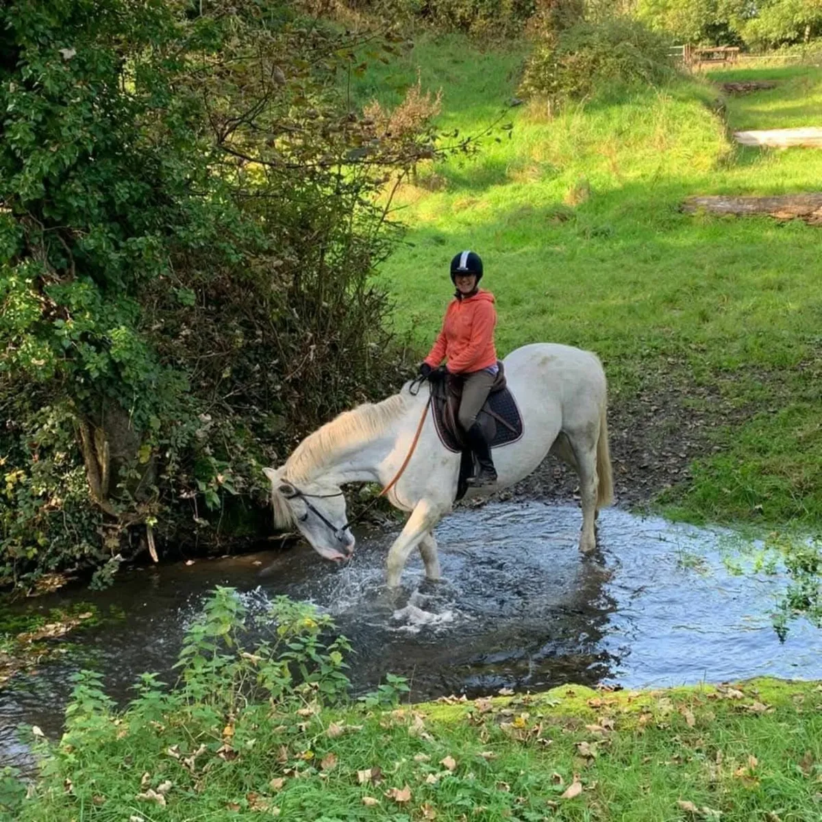Horse - Image 3