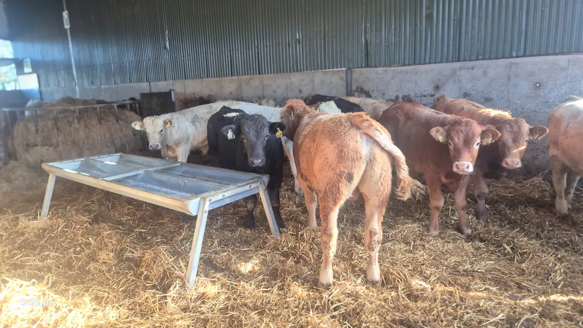 12 Continental bull weanlings for sale - Image 4