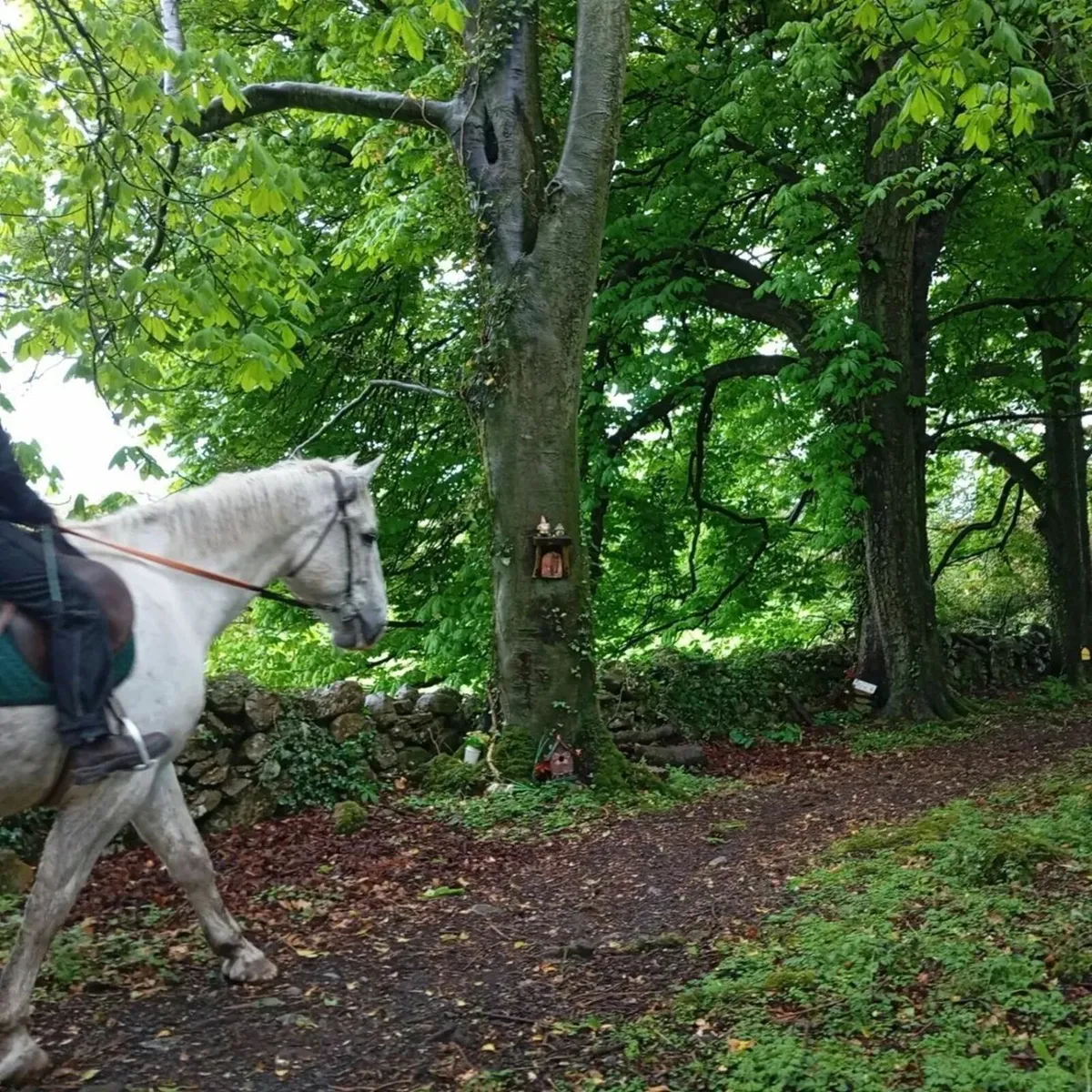 Horse - Image 4