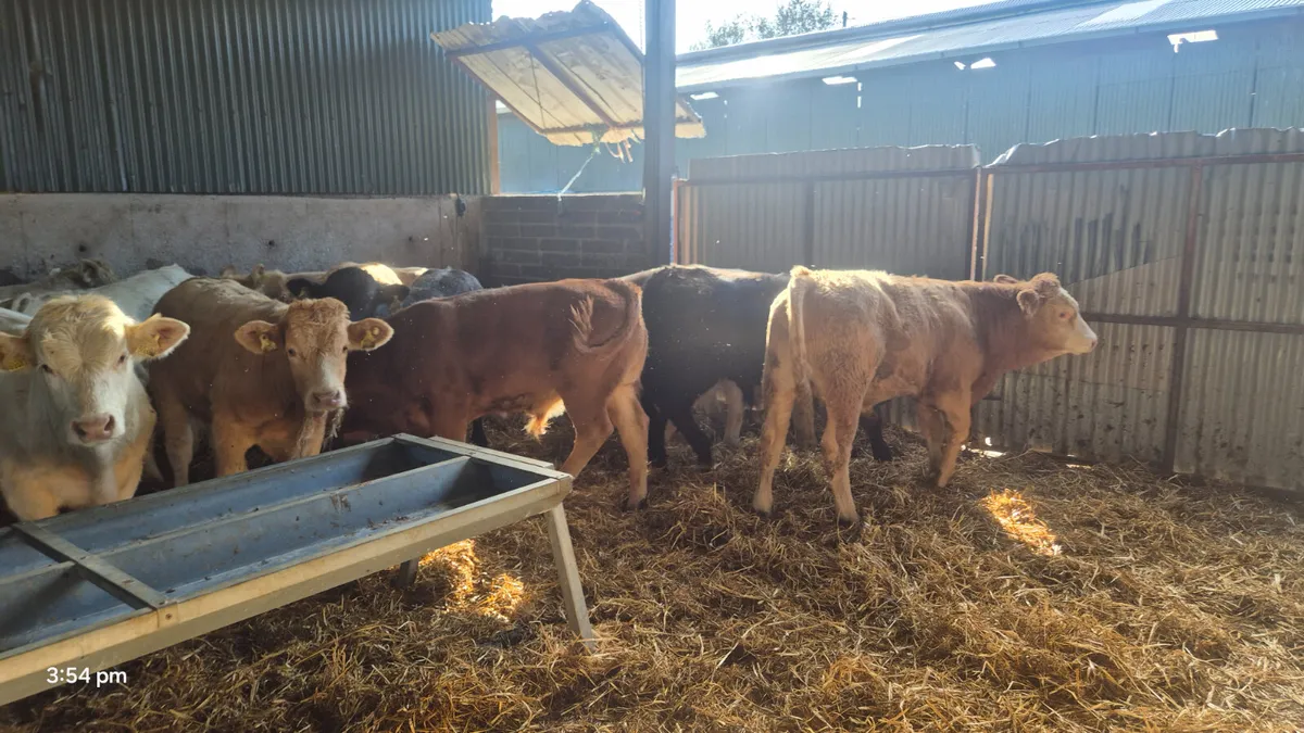 12 Continental bull weanlings for sale - Image 1