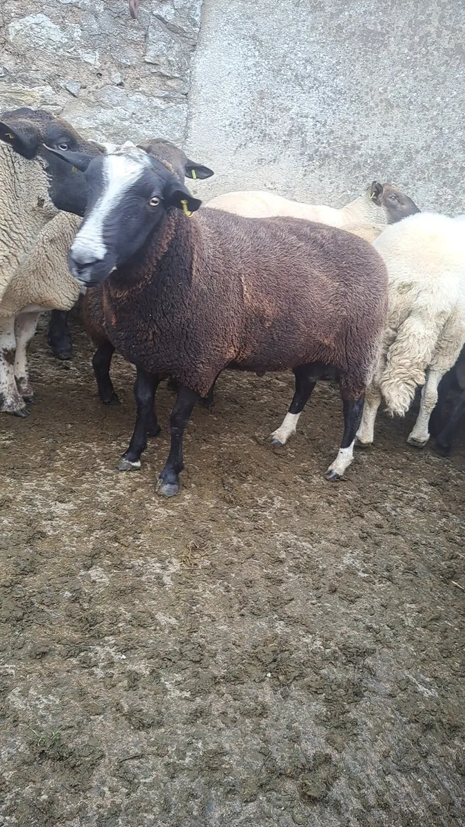SIS Zwarble ram