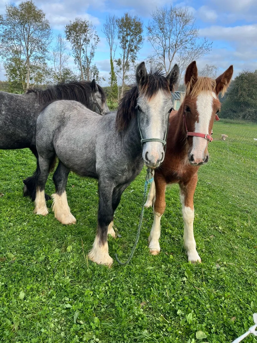 Yearling filly two colt foals - Image 4