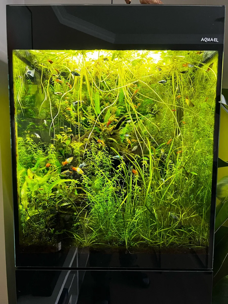 Aquarium for sale - Image 2