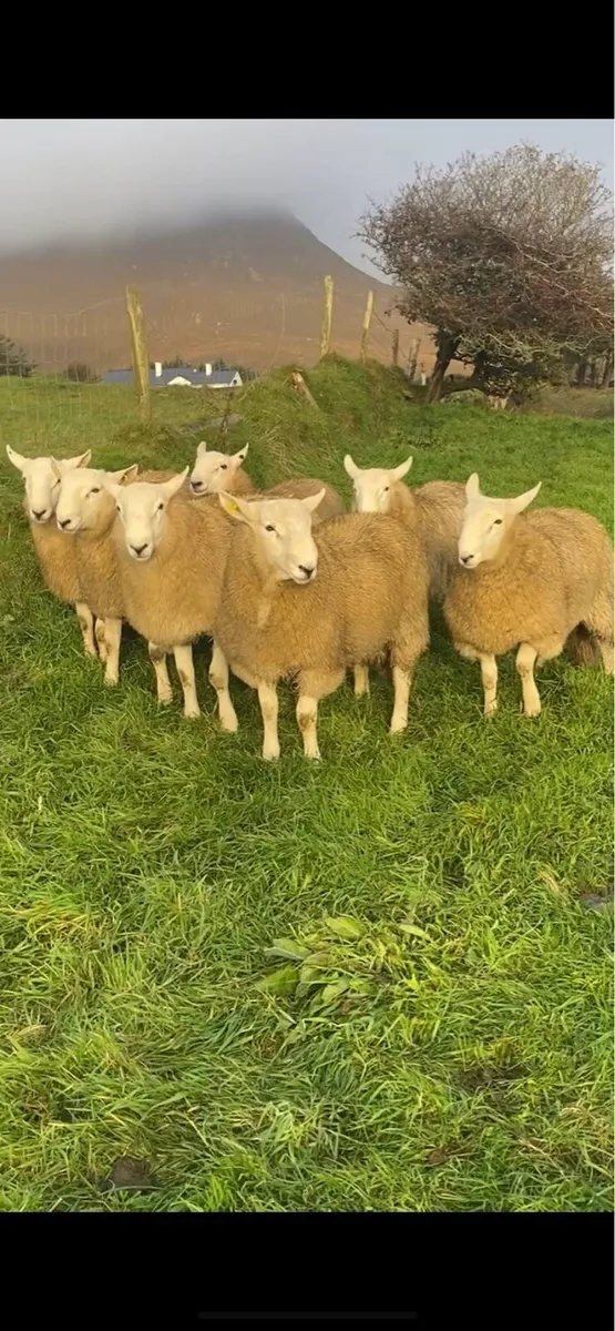 🔥 SIS Cheviot Ram lambs 🔥 - Image 1