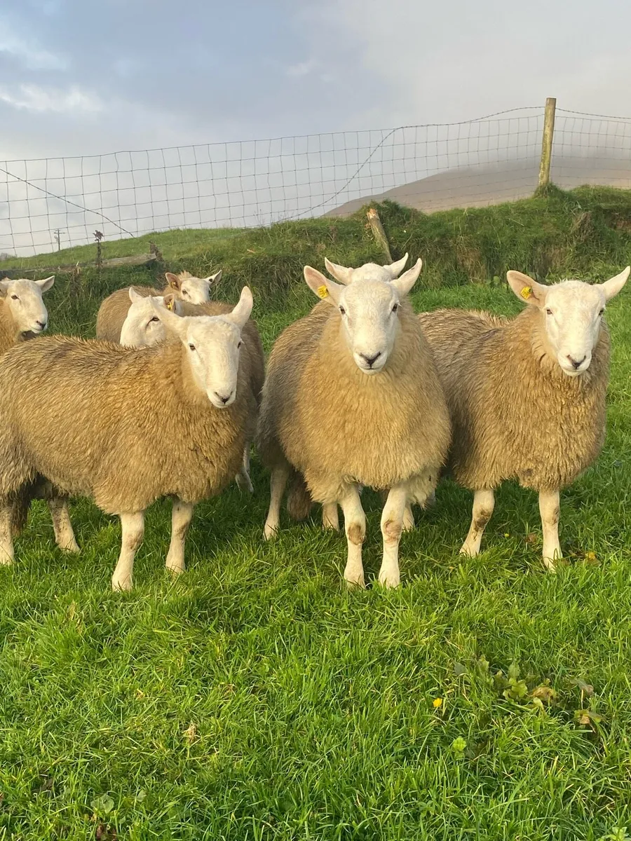 🔥 SIS Cheviot Ram lambs 🔥 - Image 2