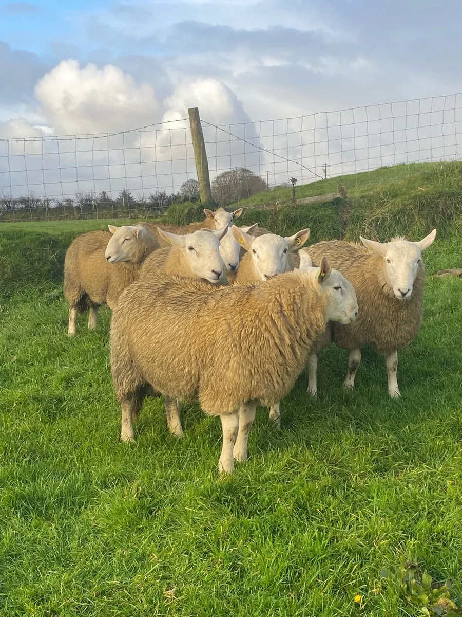 🔥 SIS Cheviot Ram lambs 🔥 - Image 3