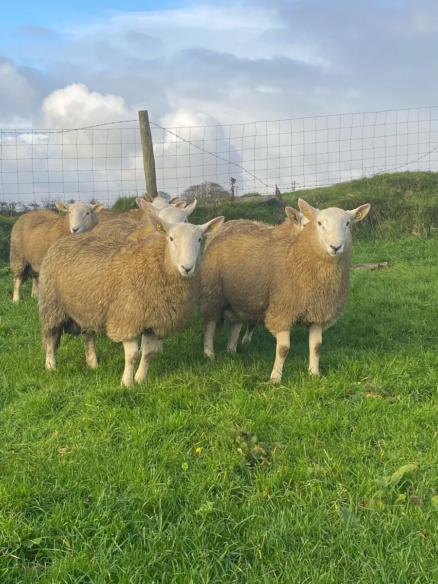 🔥 SIS Cheviot Ram lambs 🔥 - Image 4