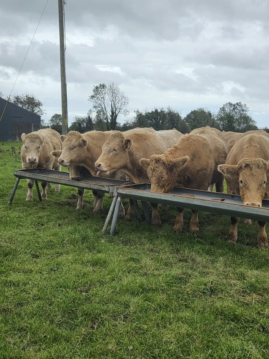 SUPER PENS OF BULLOCKS HEIFERS & DRY COWS - Image 1