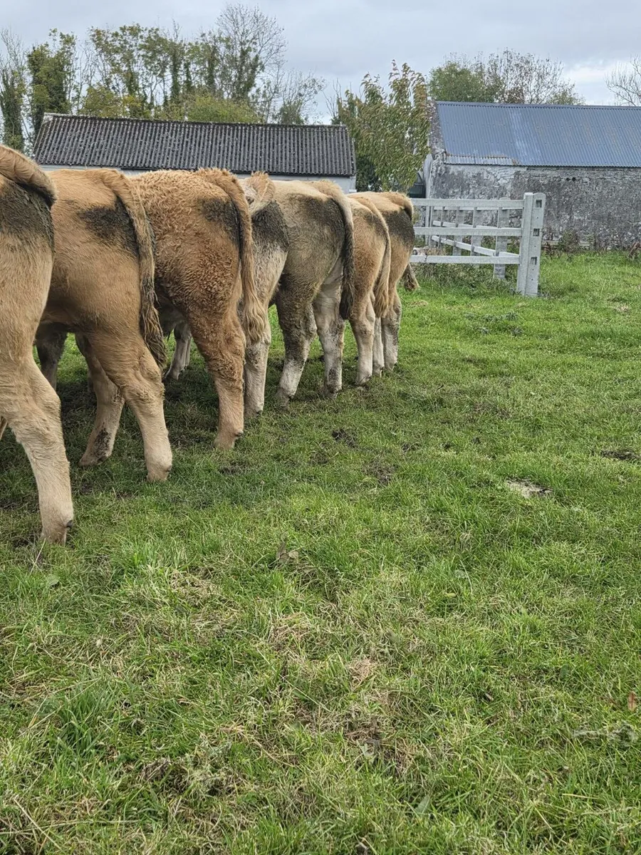 SUPER PENS OF BULLOCKS HEIFERS & DRY COWS - Image 2