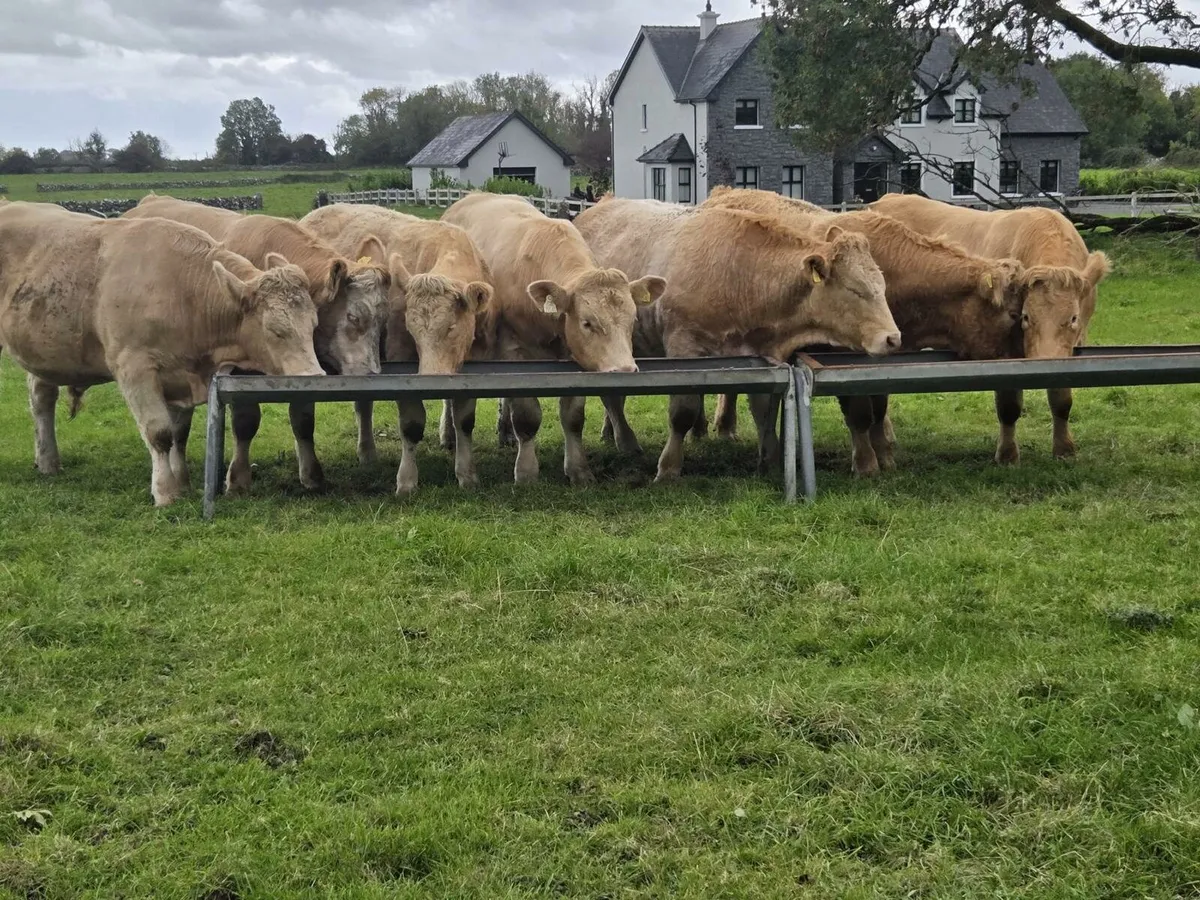 SUPER PENS OF BULLOCKS HEIFERS & DRY COWS - Image 3