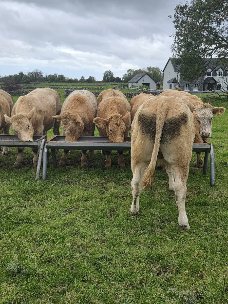 SUPER PENS OF BULLOCKS HEIFERS & DRY COWS - Image 4