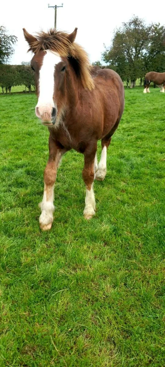 Chestnut colt foal - Image 1
