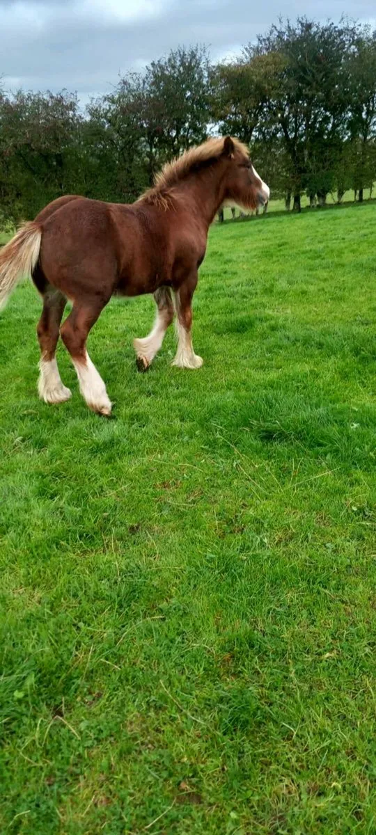 Chestnut colt foal - Image 2
