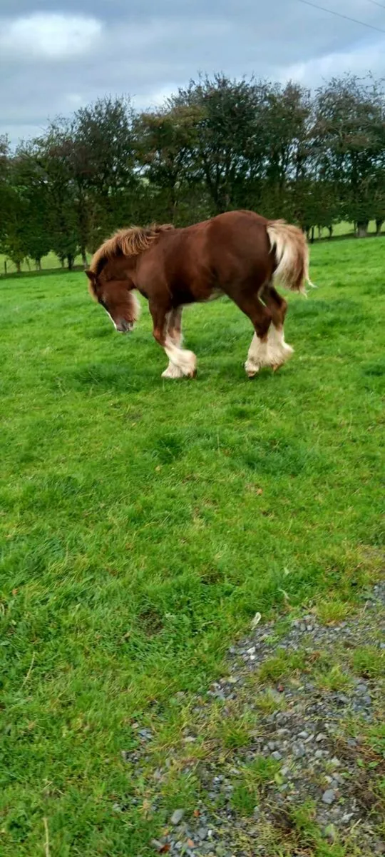 Chestnut colt foal - Image 3
