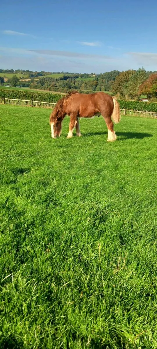 Chestnut colt foal - Image 4