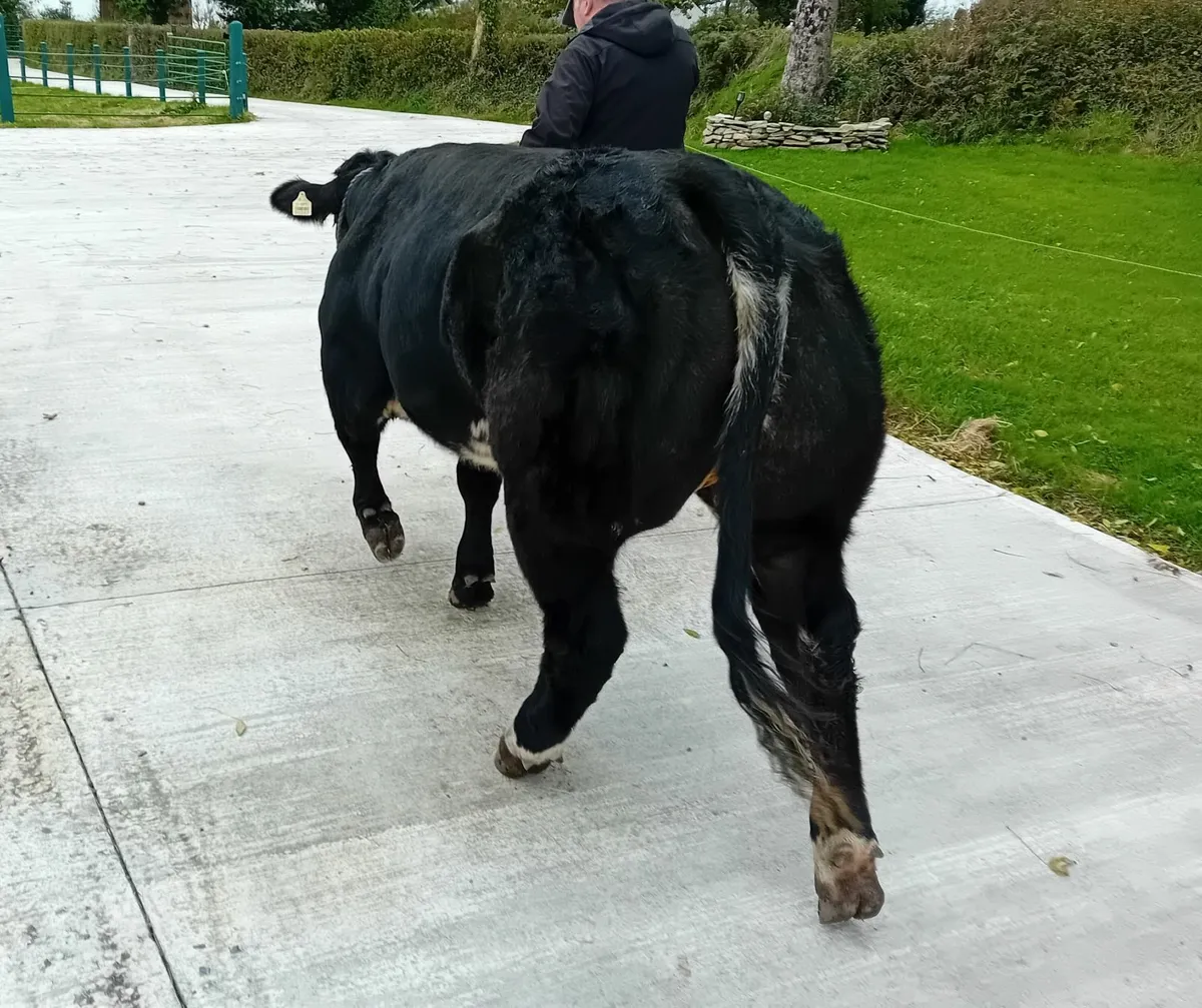 Belgian Blue Heifer-LOT 74 in Carrigallen tomorrow - Image 1