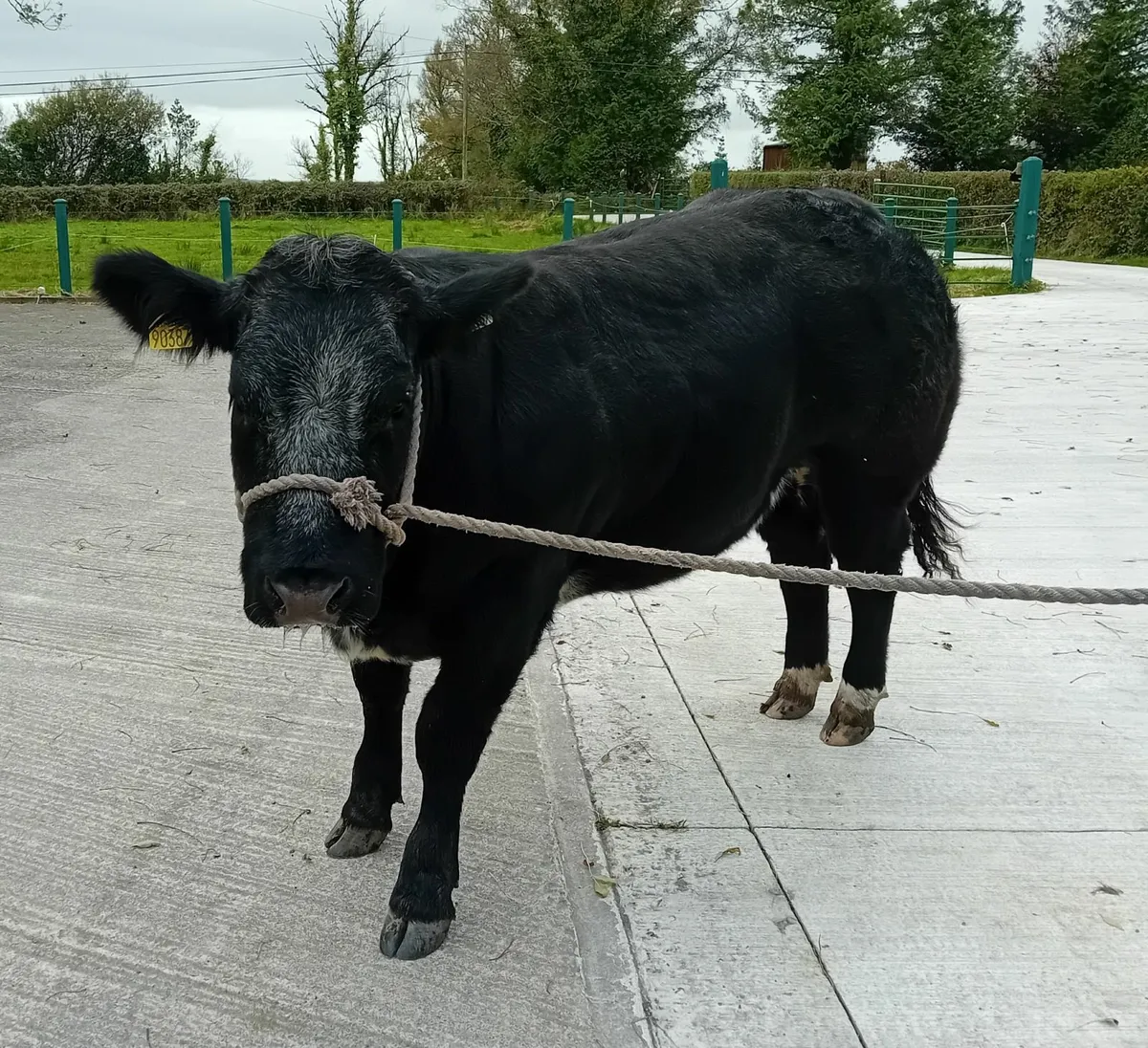 Belgian Blue Heifer-LOT 74 in Carrigallen tomorrow - Image 3