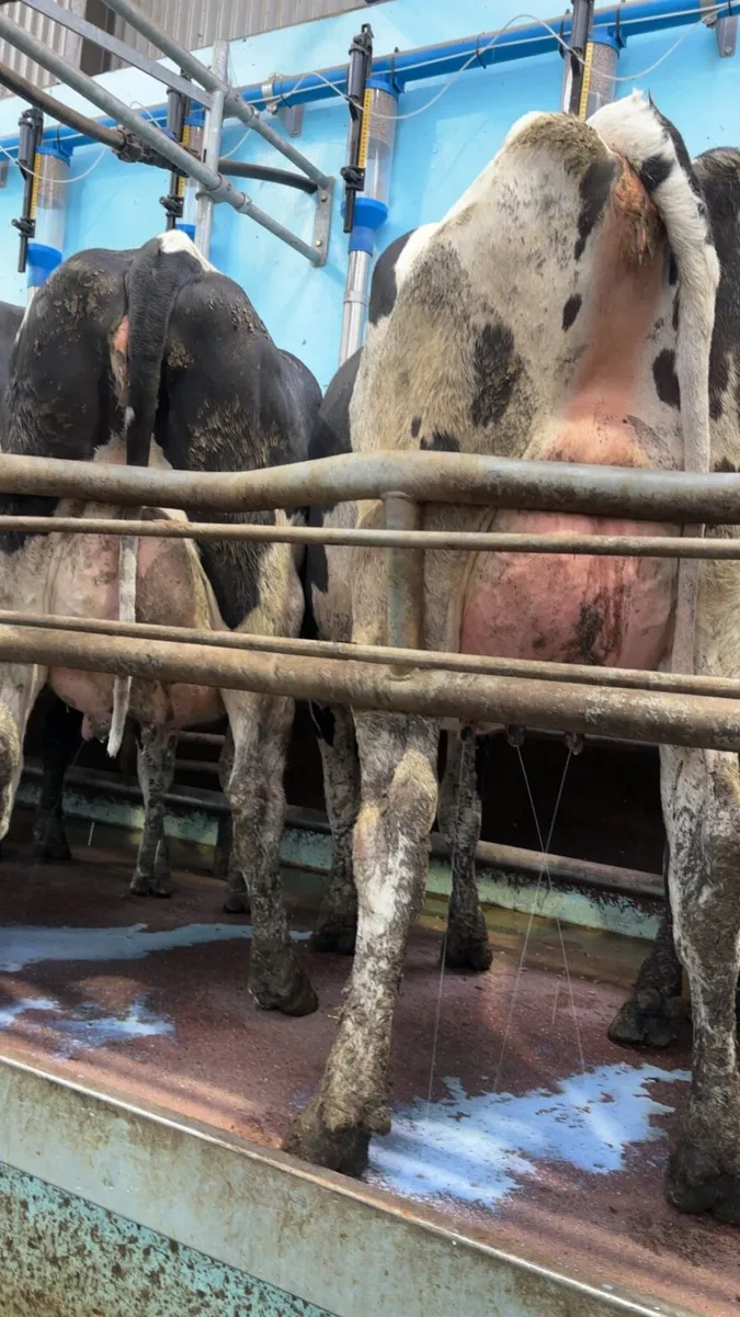 Freshly calved heifers - Image 1