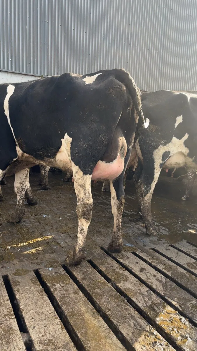 Freshly calved heifers - Image 2