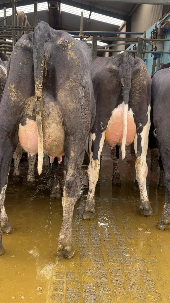 Freshly calved heifers - Image 3