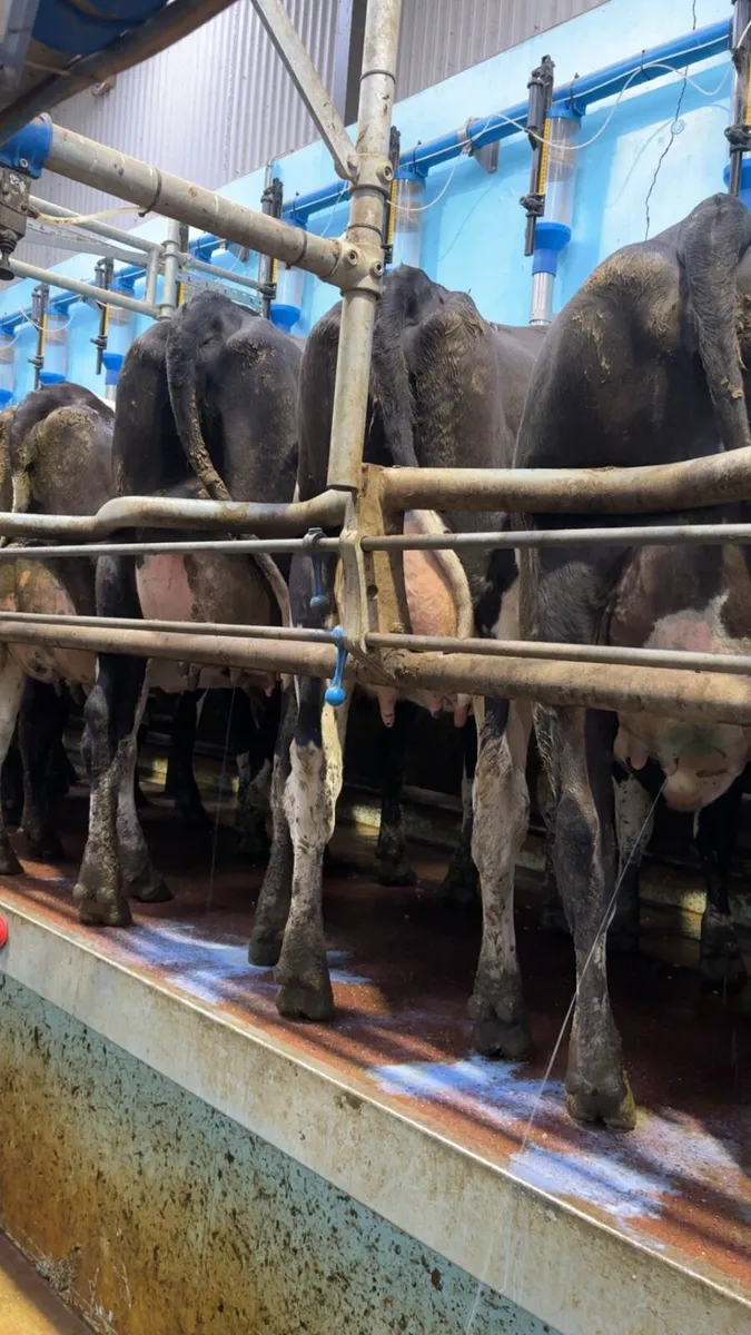 Freshly calved heifers - Image 4