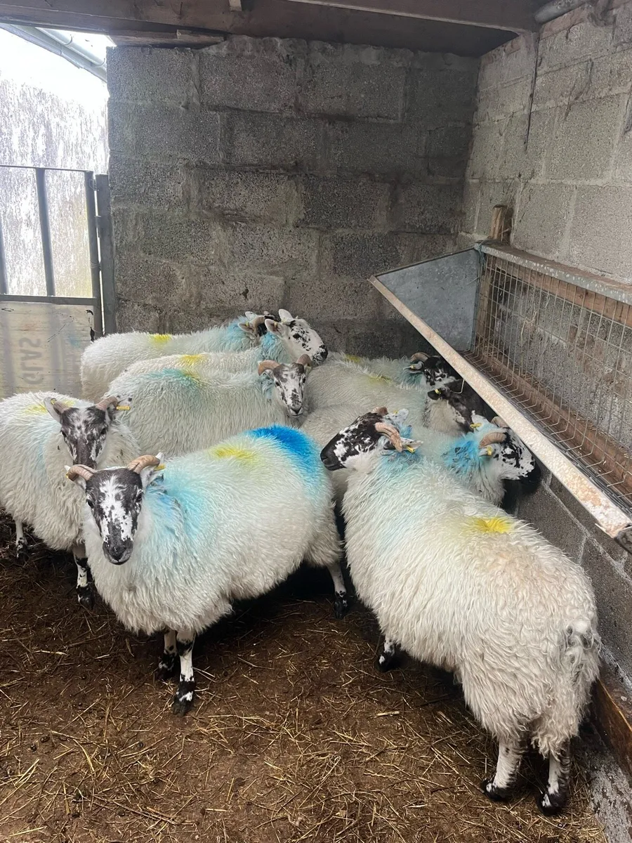 9 x Hiltex wether lambs - Image 1