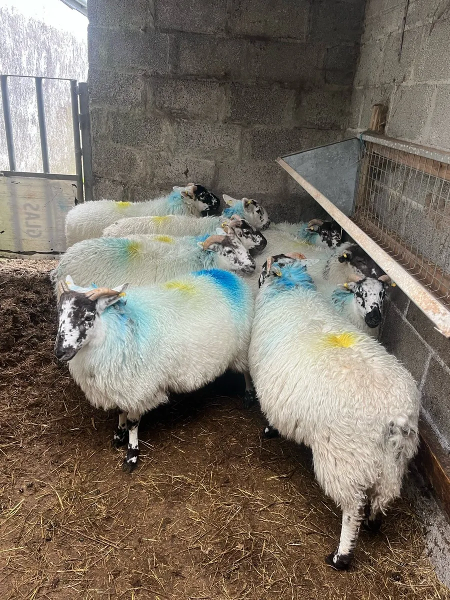 9 x Hiltex wether lambs - Image 2