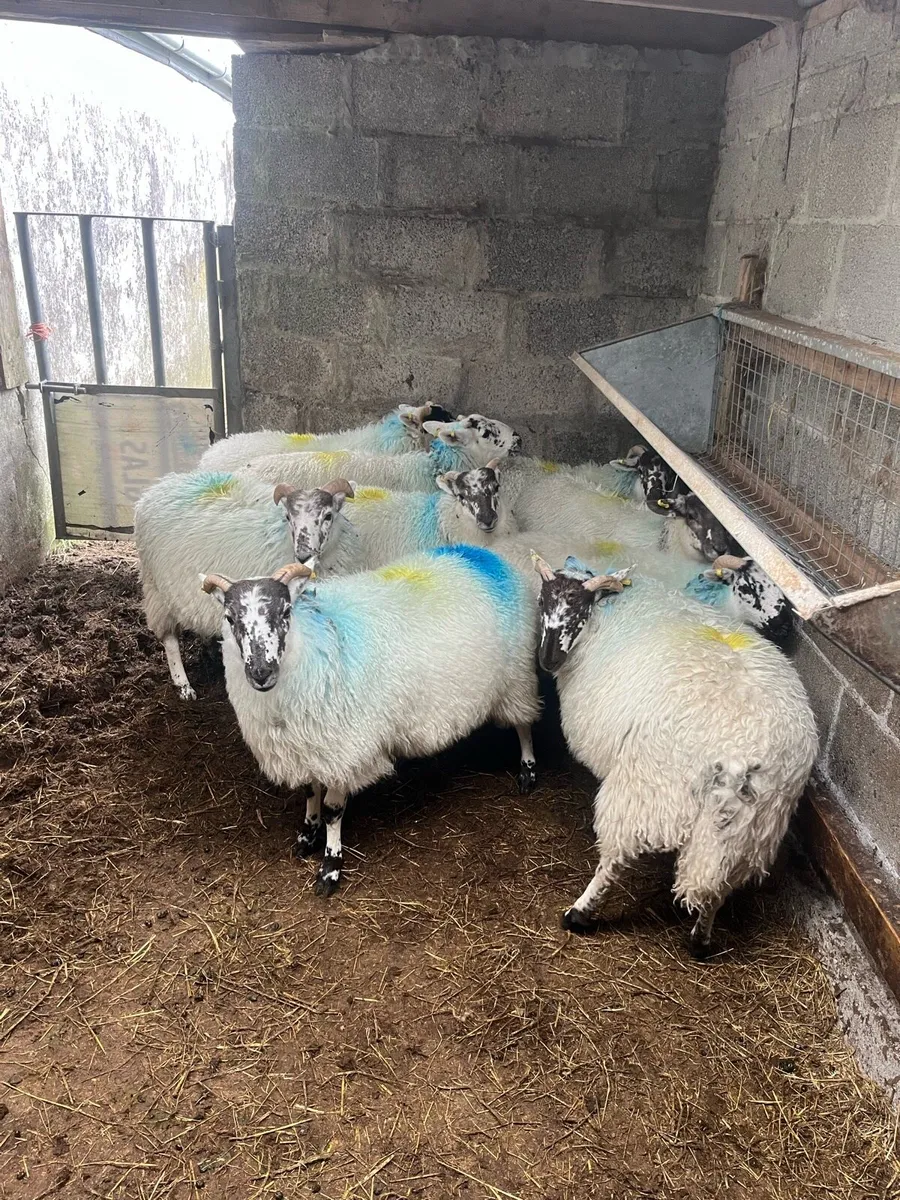 9 x Hiltex wether lambs - Image 3