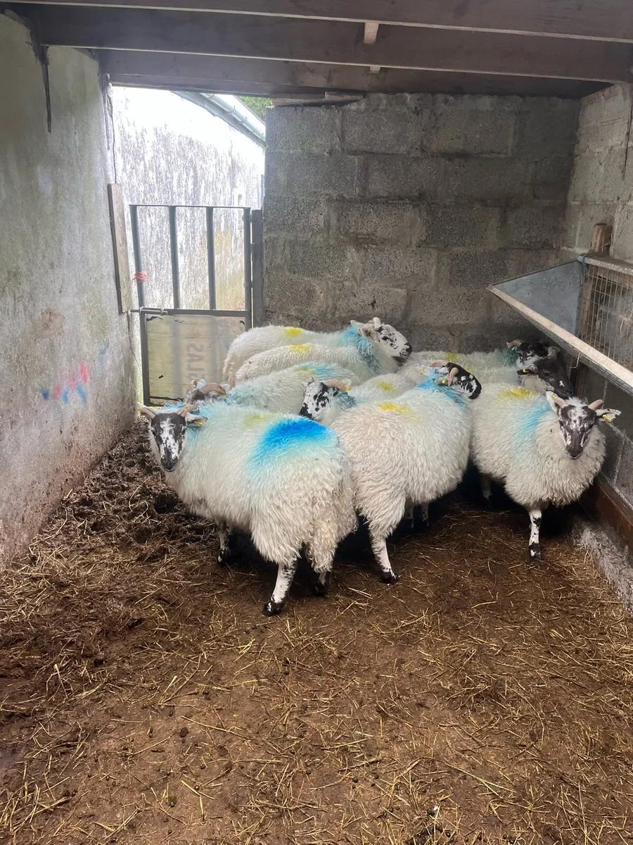 9 x Hiltex wether lambs - Image 4