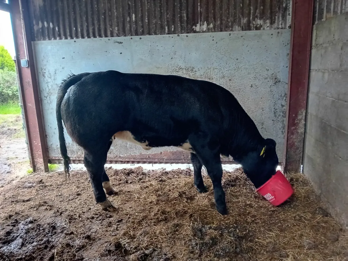 Belgian Blue Heifer-LOT 74 in Carrigallen tomorrow - Image 4